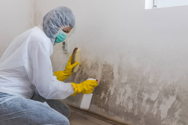 Mold Removal for HVAC Installations in Manton, MI